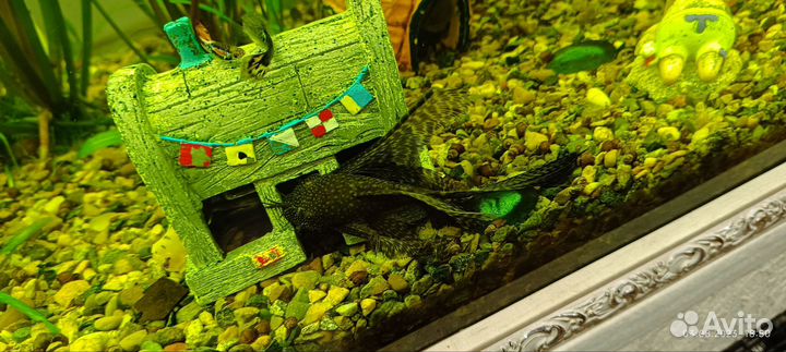 Анцытрус вуалевый