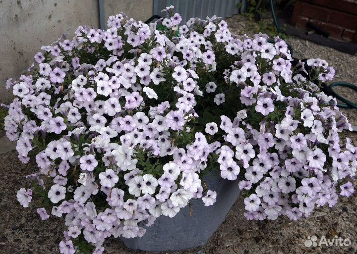 Петуния, пеларгония, лилейники