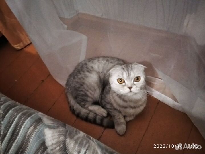 Вислоухая кошка бесплатно