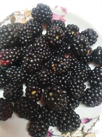 Ежемалина ягода