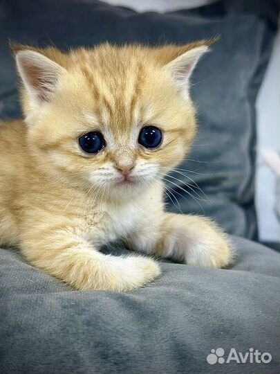 Элитный Шотландский котенок