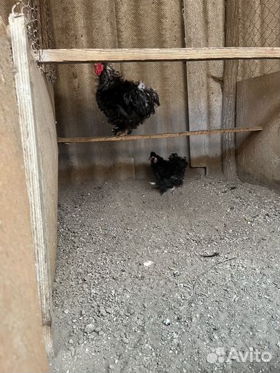 Инкубационное яйцо