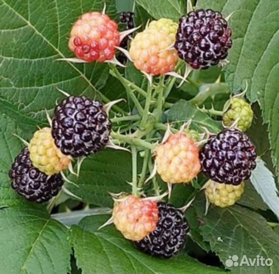 Саженцы малины и ежемалины