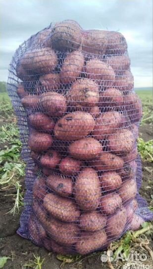 Картофель с доставкой