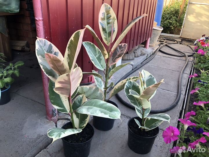 Фикус Эластика Тинеке