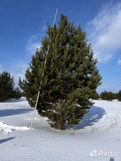 Саженцы Сосна обыкновенная крупномер доставка от 2