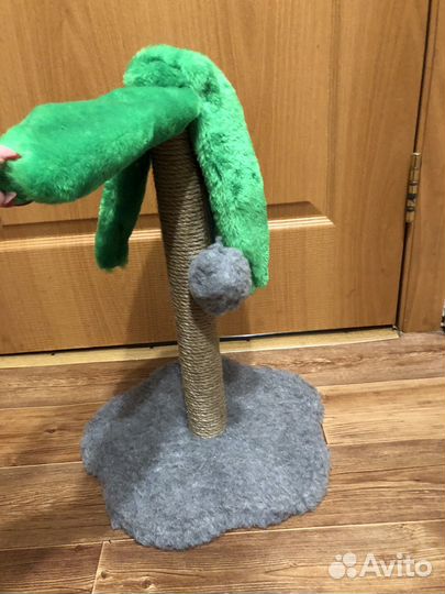 Когтеточка пальмочка