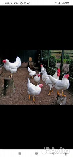 Куры несушки легорн