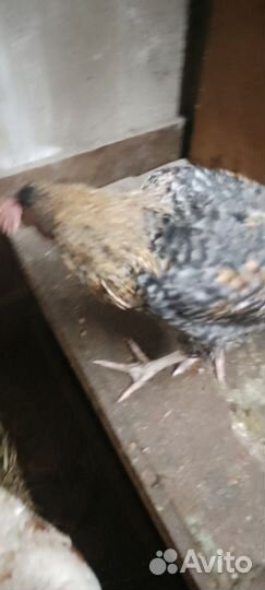 Продам петушка