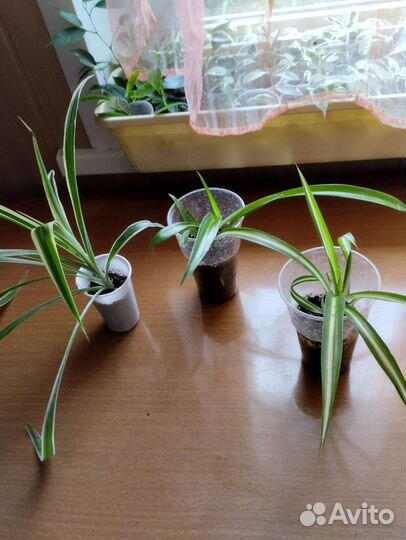 Комнатные цветы