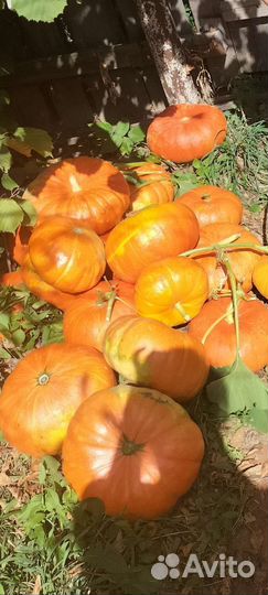 Корень хрена очищенный и грибы