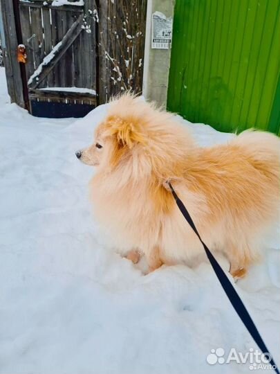 Немецкий шпиц