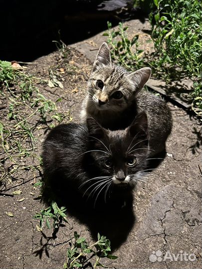 Отдам котят в добрые руки