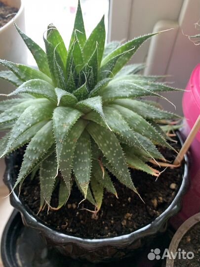 Суккуленты. Комнатные растения