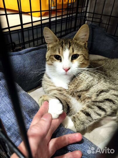 Котик в добрые руки