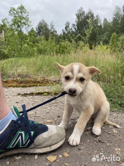 Собака в добрые руки отдам бесплатно