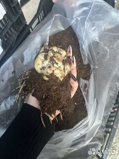 Луковицы лилии