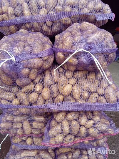 Картофель оптом