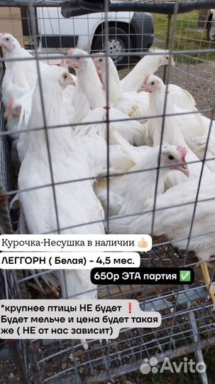 Куры несушки в наличии, соц контракт