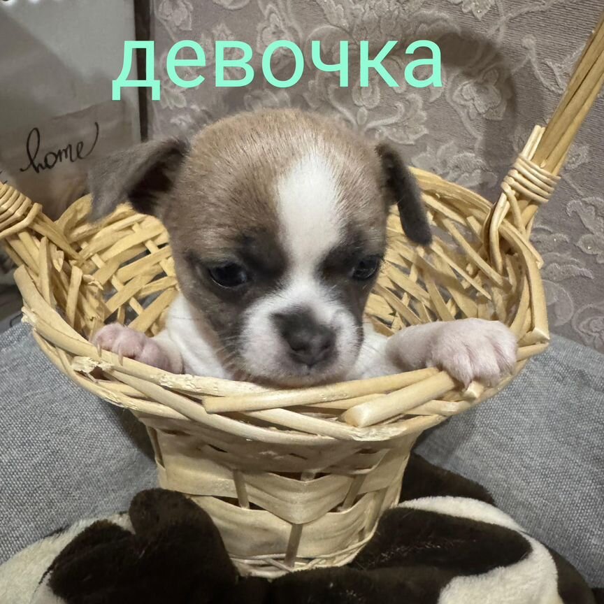 Щенки чихуахуа