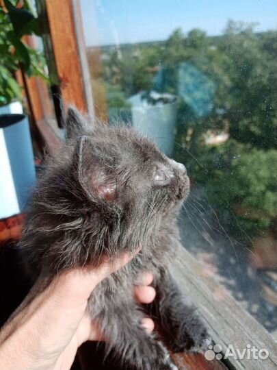 Кошка в дар бесплатно