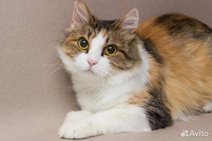 Алиса ищет дом