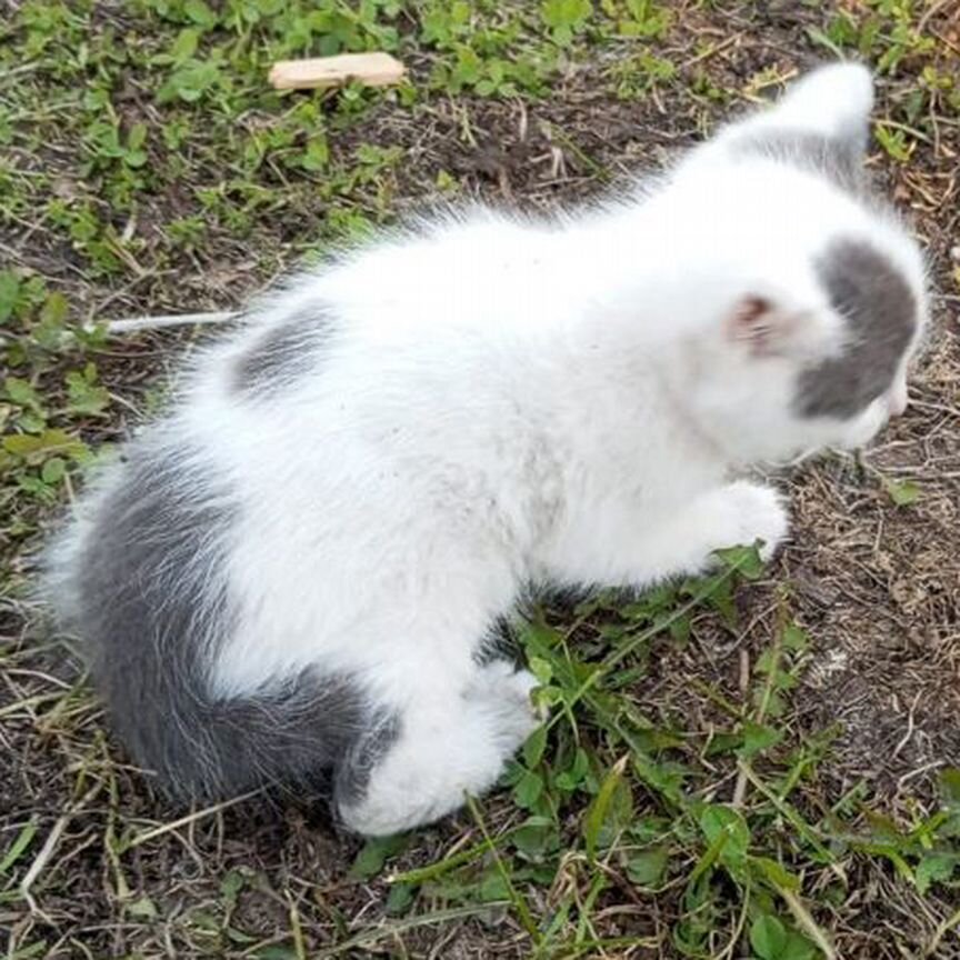 Котята в добрые руки бесплатно мальчики