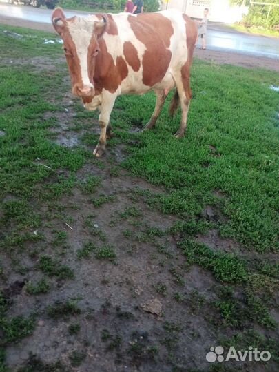 Коровы дойные молочные в Остроленском