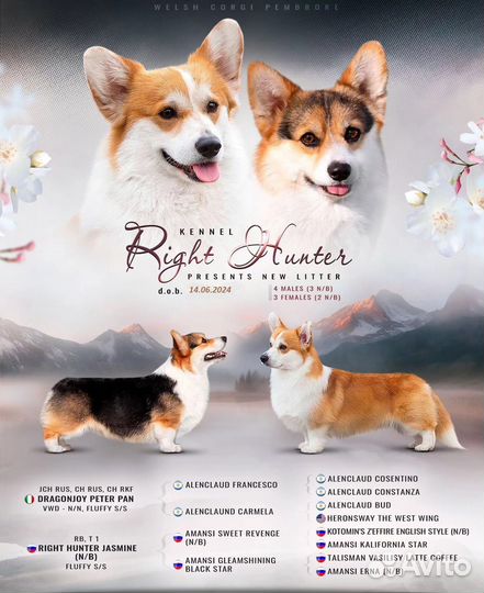 Щенки корги