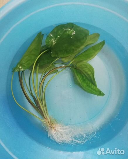 Растения аквариумные, эхинодорус и улитки катушки