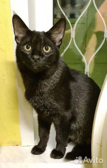 Чаузи ф1 кошка