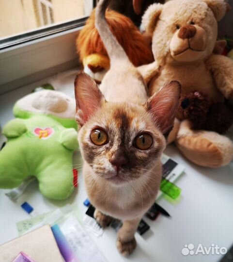 Бурма девочка