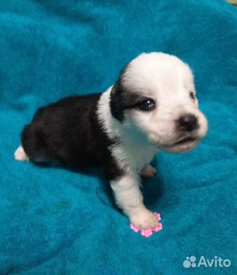 Щенок, девочка, панда в добрые руки