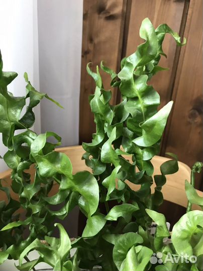 Папоротник Microsorum 'Green Wave'