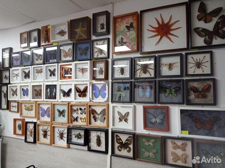 Бабочки в рамках