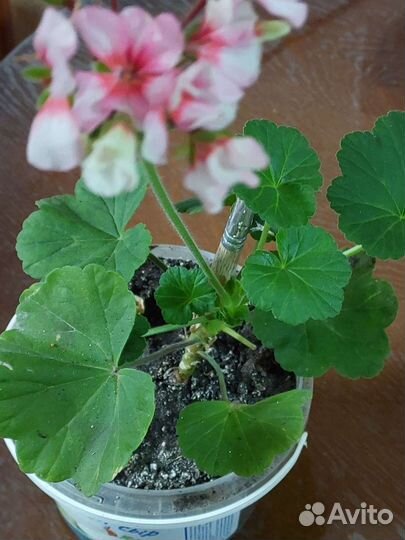 Герань пеларгония