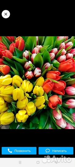 Луковицы тюльпанов