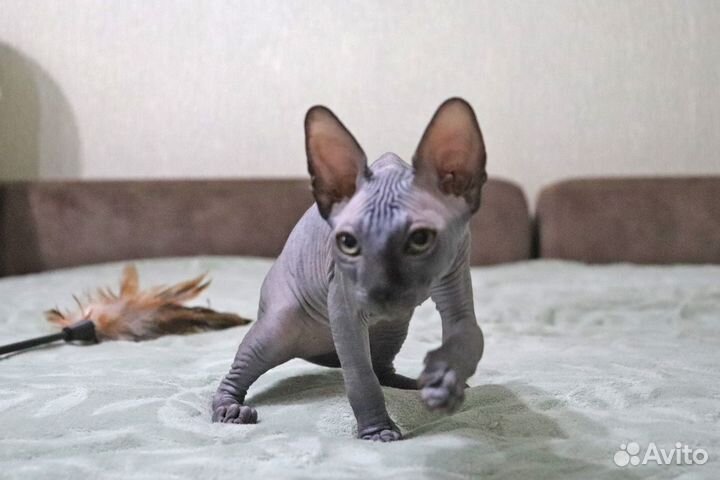 Канадский сфинкс