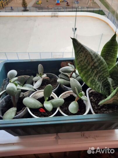 Сансевиерия,денежное дерево