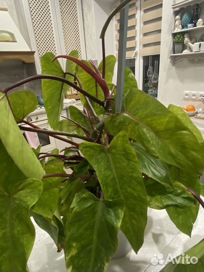 Филодендрон