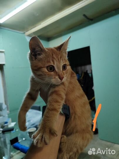 Рыжий котенок (девочки)