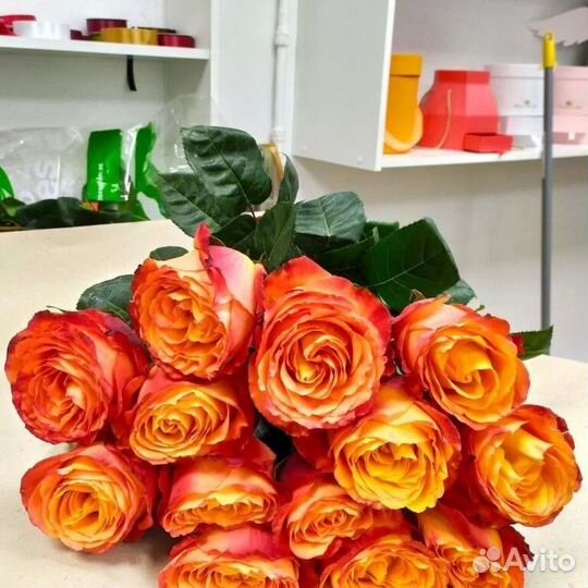 Розы эквадор