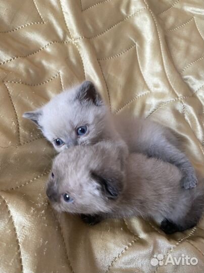 Шотландские вислоухие котята