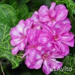 Герань мозаичная