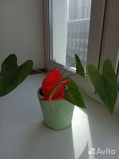 Антуриум.Цветок мужское счастье