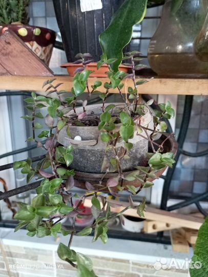 Комнатные растения цветы