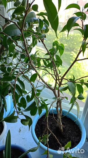 Фикус наташа