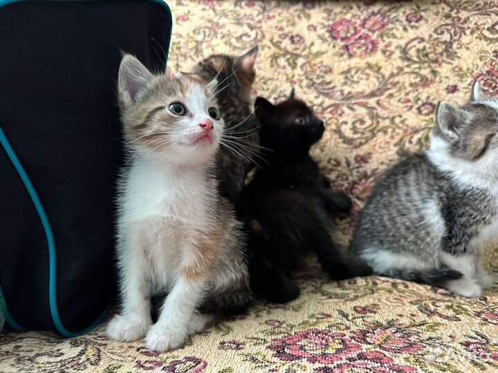 Котята в добрые руки Шумерля