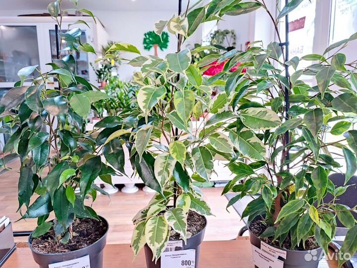 Разные Комнатные цветы растения Фикусы
