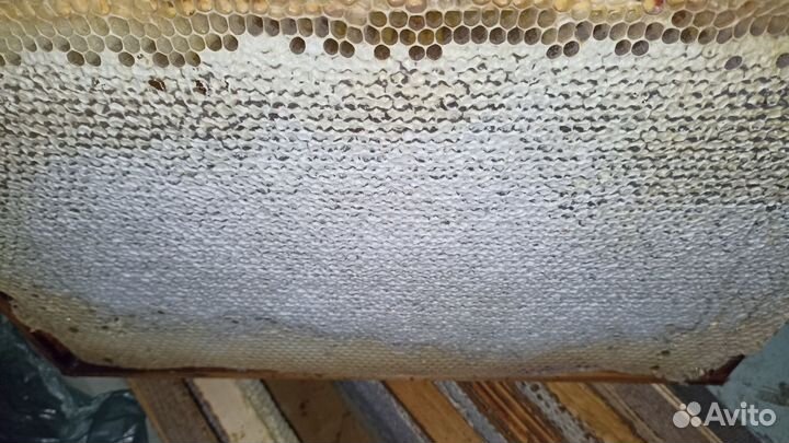 Мёд сотовой